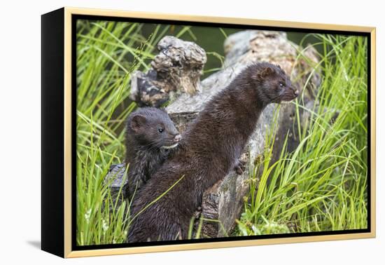 Minnesota, Sandstone, Minnesota Wildlife Connection. Two Mink Kits-Rona Schwarz-Framed Premier Image Canvas