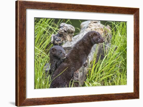 Minnesota, Sandstone, Minnesota Wildlife Connection. Two Mink Kits-Rona Schwarz-Framed Photographic Print