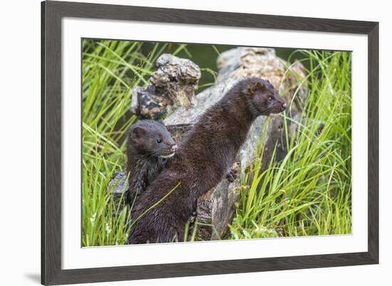 Minnesota, Sandstone, Minnesota Wildlife Connection. Two Mink Kits-Rona Schwarz-Framed Photographic Print