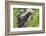 Minnesota, Sandstone, Minnesota Wildlife Connection. Two Mink Kits-Rona Schwarz-Framed Photographic Print