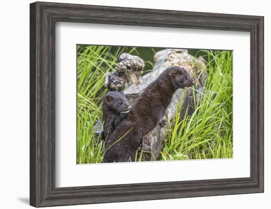 Minnesota, Sandstone, Minnesota Wildlife Connection. Two Mink Kits-Rona Schwarz-Framed Photographic Print