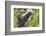 Minnesota, Sandstone, Minnesota Wildlife Connection. Two Mink Kits-Rona Schwarz-Framed Photographic Print