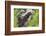 Minnesota, Sandstone, Minnesota Wildlife Connection. Two Mink Kits-Rona Schwarz-Framed Photographic Print