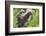 Minnesota, Sandstone, Minnesota Wildlife Connection. Two Mink Kits-Rona Schwarz-Framed Photographic Print