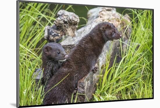 Minnesota, Sandstone, Minnesota Wildlife Connection. Two Mink Kits-Rona Schwarz-Mounted Photographic Print