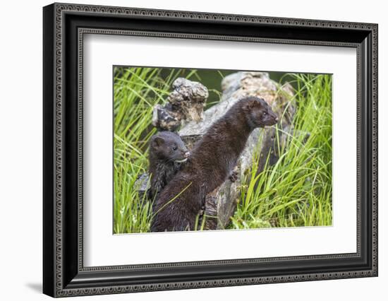 Minnesota, Sandstone, Minnesota Wildlife Connection. Two Mink Kits-Rona Schwarz-Framed Photographic Print