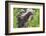 Minnesota, Sandstone, Minnesota Wildlife Connection. Two Mink Kits-Rona Schwarz-Framed Photographic Print