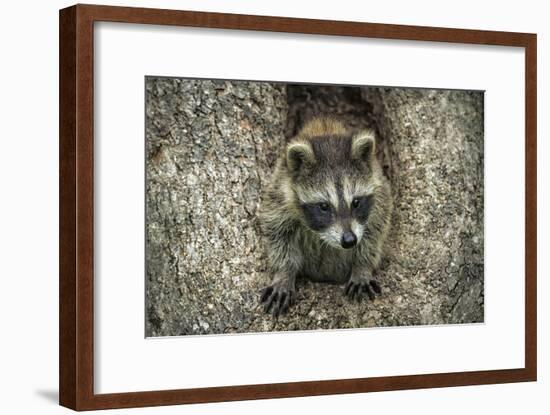 Minnesota, Sandstone. Raccoon in a Hollow Tree-Rona Schwarz-Framed Photographic Print