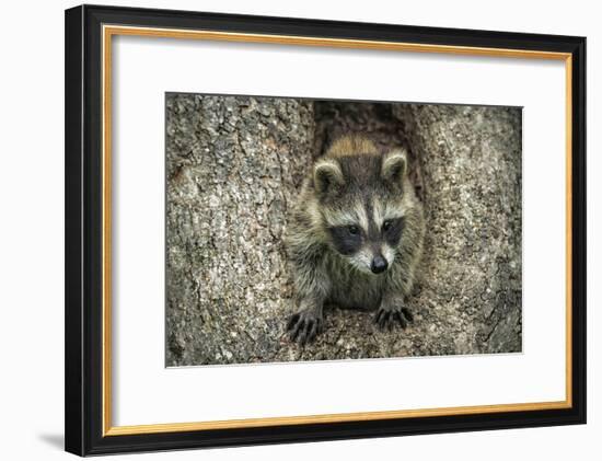 Minnesota, Sandstone. Raccoon in a Hollow Tree-Rona Schwarz-Framed Photographic Print