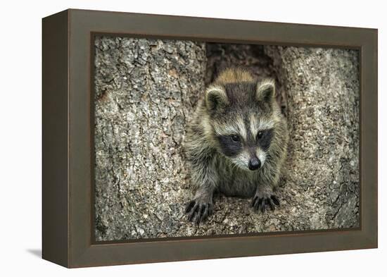 Minnesota, Sandstone. Raccoon in a Hollow Tree-Rona Schwarz-Framed Premier Image Canvas