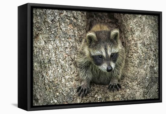 Minnesota, Sandstone. Raccoon in a Hollow Tree-Rona Schwarz-Framed Premier Image Canvas