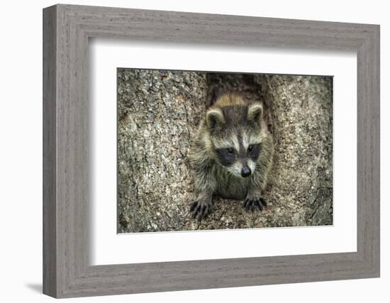 Minnesota, Sandstone. Raccoon in a Hollow Tree-Rona Schwarz-Framed Photographic Print