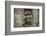 Minnesota, Sandstone. Raccoon in a Hollow Tree-Rona Schwarz-Framed Photographic Print