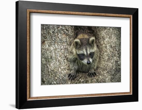 Minnesota, Sandstone. Raccoon in a Hollow Tree-Rona Schwarz-Framed Photographic Print