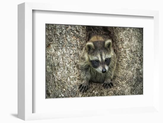 Minnesota, Sandstone. Raccoon in a Hollow Tree-Rona Schwarz-Framed Photographic Print