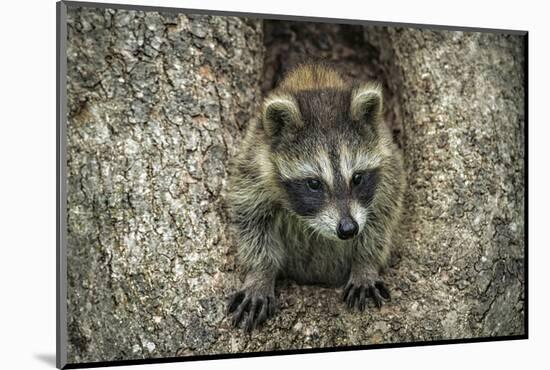 Minnesota, Sandstone. Raccoon in a Hollow Tree-Rona Schwarz-Mounted Photographic Print