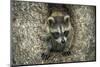 Minnesota, Sandstone. Raccoon in a Hollow Tree-Rona Schwarz-Mounted Photographic Print