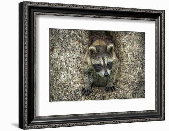 Minnesota, Sandstone. Raccoon in a Hollow Tree-Rona Schwarz-Framed Photographic Print