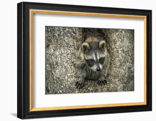 Minnesota, Sandstone. Raccoon in a Hollow Tree-Rona Schwarz-Framed Photographic Print