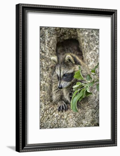 Minnesota, Sandstone. Raccoon in a Hollow Tree-Rona Schwarz-Framed Photographic Print