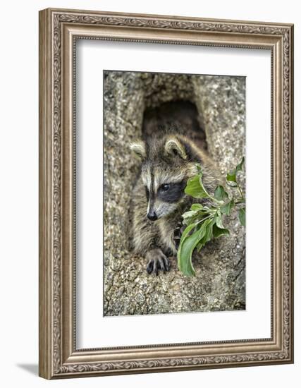 Minnesota, Sandstone. Raccoon in a Hollow Tree-Rona Schwarz-Framed Photographic Print