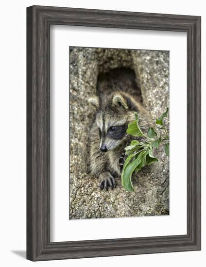 Minnesota, Sandstone. Raccoon in a Hollow Tree-Rona Schwarz-Framed Photographic Print