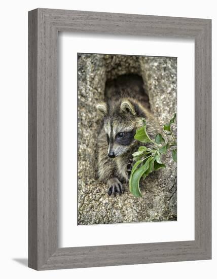 Minnesota, Sandstone. Raccoon in a Hollow Tree-Rona Schwarz-Framed Photographic Print