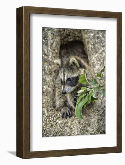 Minnesota, Sandstone. Raccoon in a Hollow Tree-Rona Schwarz-Framed Photographic Print