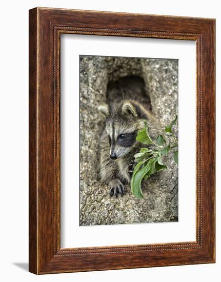 Minnesota, Sandstone. Raccoon in a Hollow Tree-Rona Schwarz-Framed Photographic Print