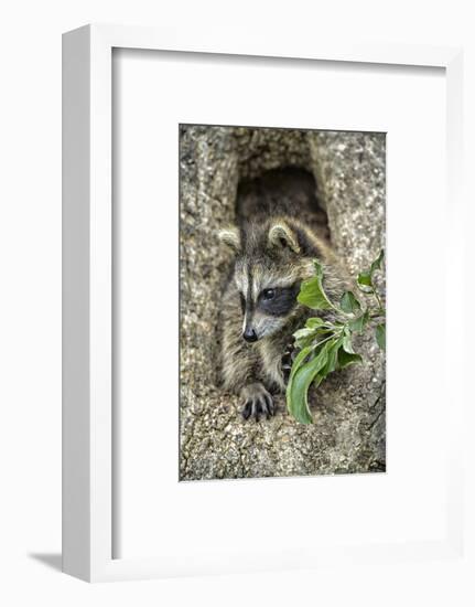 Minnesota, Sandstone. Raccoon in a Hollow Tree-Rona Schwarz-Framed Photographic Print