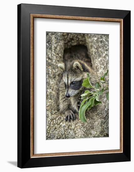 Minnesota, Sandstone. Raccoon in a Hollow Tree-Rona Schwarz-Framed Photographic Print