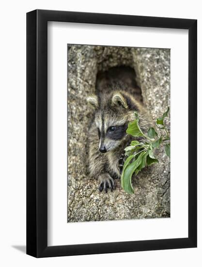 Minnesota, Sandstone. Raccoon in a Hollow Tree-Rona Schwarz-Framed Photographic Print