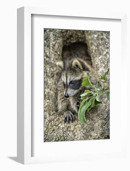 Minnesota, Sandstone. Raccoon in a Hollow Tree-Rona Schwarz-Framed Photographic Print