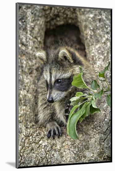 Minnesota, Sandstone. Raccoon in a Hollow Tree-Rona Schwarz-Mounted Photographic Print