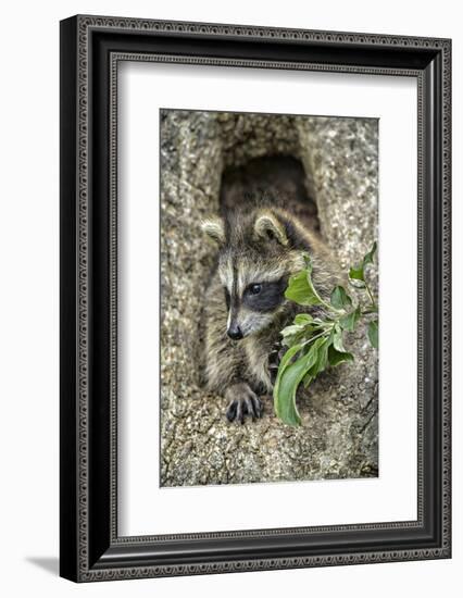 Minnesota, Sandstone. Raccoon in a Hollow Tree-Rona Schwarz-Framed Photographic Print