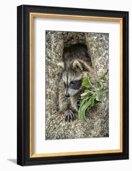 Minnesota, Sandstone. Raccoon in a Hollow Tree-Rona Schwarz-Framed Photographic Print