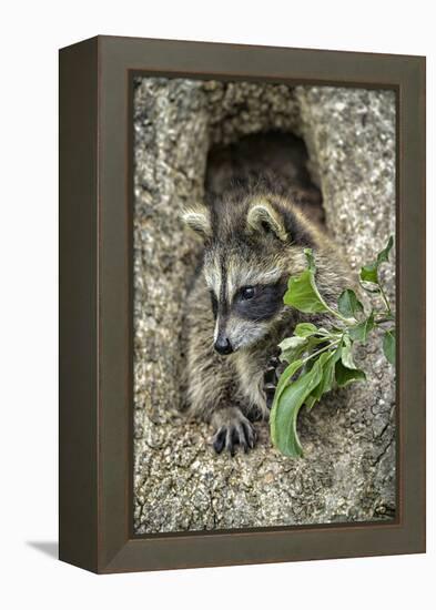 Minnesota, Sandstone. Raccoon in a Hollow Tree-Rona Schwarz-Framed Premier Image Canvas