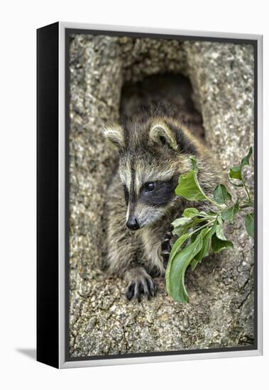 Minnesota, Sandstone. Raccoon in a Hollow Tree-Rona Schwarz-Framed Premier Image Canvas