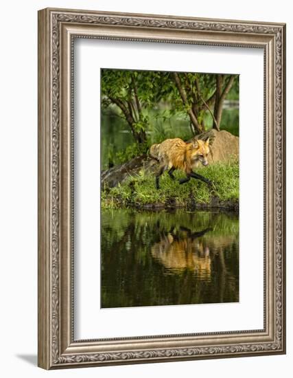 Minnesota, Sandstone, Red Fox Running Along Shoreline-Rona Schwarz-Framed Photographic Print