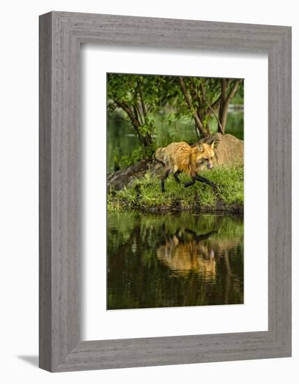 Minnesota, Sandstone, Red Fox Running Along Shoreline-Rona Schwarz-Framed Photographic Print