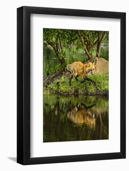 Minnesota, Sandstone, Red Fox Running Along Shoreline-Rona Schwarz-Framed Photographic Print