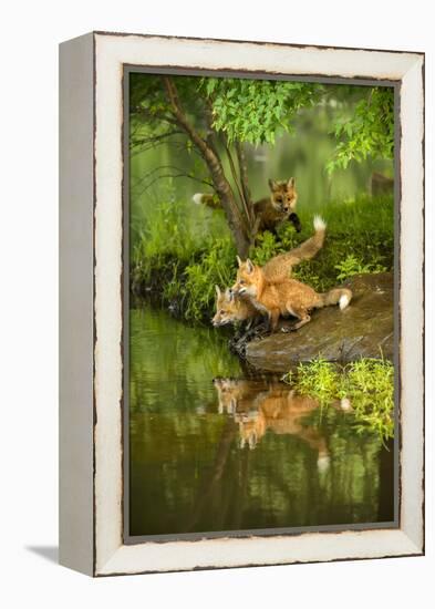 Minnesota, Sandstone, Three Red Fox Kits Gazing Intently Ahead-Rona Schwarz-Framed Premier Image Canvas