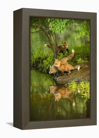 Minnesota, Sandstone, Three Red Fox Kits Gazing Intently Ahead-Rona Schwarz-Framed Premier Image Canvas