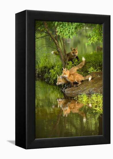 Minnesota, Sandstone, Three Red Fox Kits Gazing Intently Ahead-Rona Schwarz-Framed Premier Image Canvas