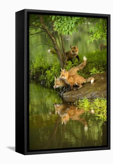 Minnesota, Sandstone, Three Red Fox Kits Gazing Intently Ahead-Rona Schwarz-Framed Premier Image Canvas