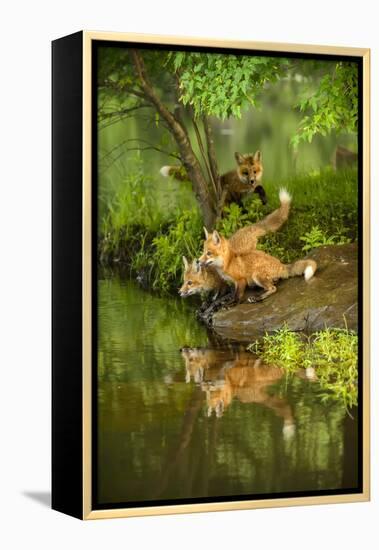 Minnesota, Sandstone, Three Red Fox Kits Gazing Intently Ahead-Rona Schwarz-Framed Premier Image Canvas