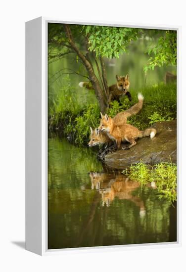 Minnesota, Sandstone, Three Red Fox Kits Gazing Intently Ahead-Rona Schwarz-Framed Premier Image Canvas