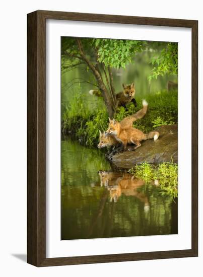 Minnesota, Sandstone, Three Red Fox Kits Gazing Intently Ahead-Rona Schwarz-Framed Photographic Print