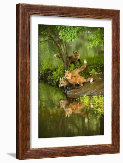 Minnesota, Sandstone, Three Red Fox Kits Gazing Intently Ahead-Rona Schwarz-Framed Photographic Print