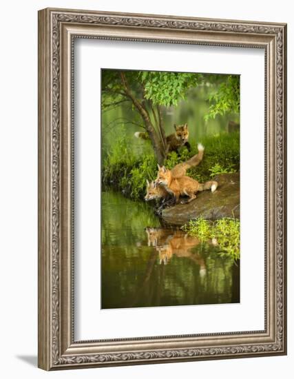 Minnesota, Sandstone, Three Red Fox Kits Gazing Intently Ahead-Rona Schwarz-Framed Photographic Print